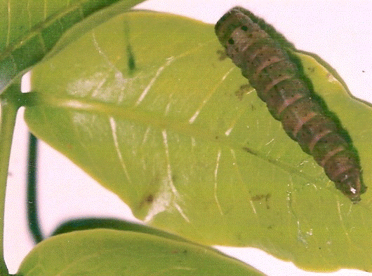 Stenoma staudingerana